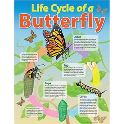 CH6355 - Chart - Life Cycle Of A Butterfly - Kookaburra Educational ...