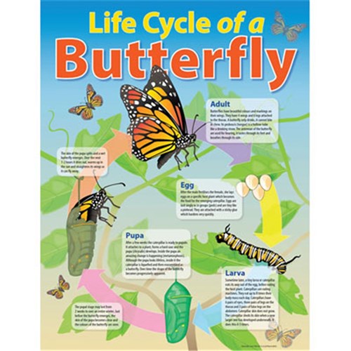 CH6355 - Chart - Life Cycle of a Butterfly - Kookaburra Educational ...