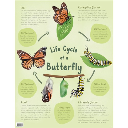 ZAACH6355 - Chart - Life Cycle of a Butterfly - Kookaburra Educational ...