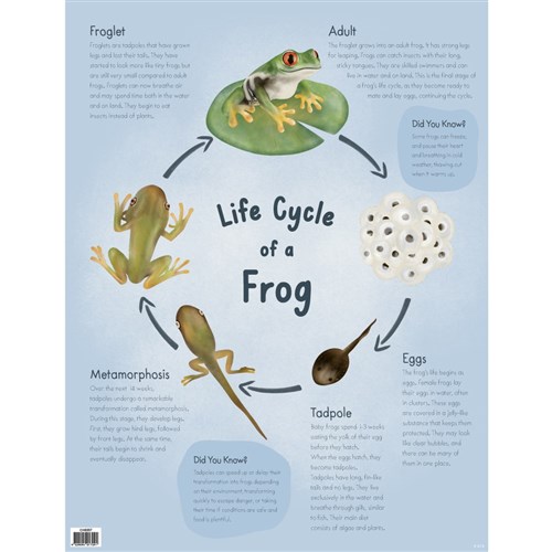 ZAACH6357 - Chart - Life Cycle of a Frog - Kookaburra Educational ...