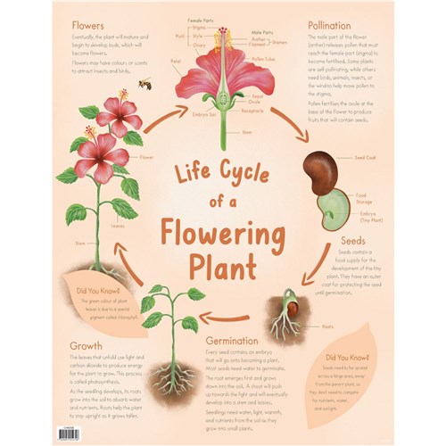 ZAACH6358 - Chart - Life Cycle of a Flowering Plant - Kookaburra ...