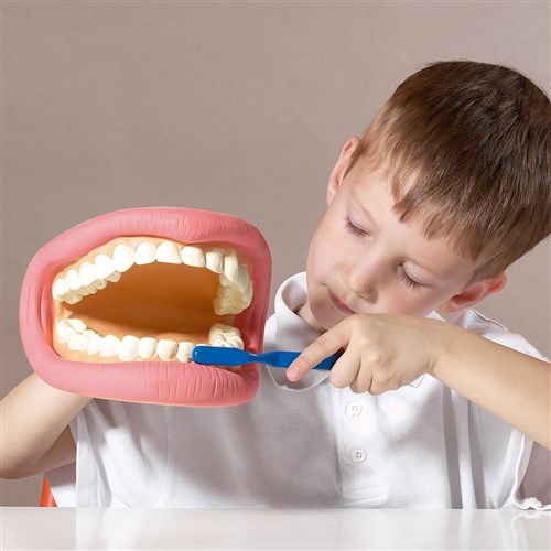 Zcm03083 Giant Teeth Demo Model Kookaburra Educational Resources