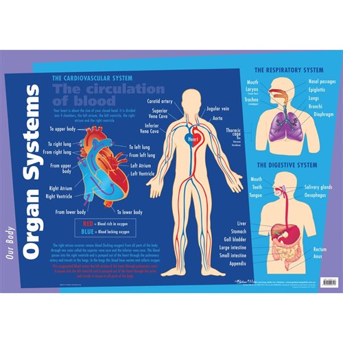 ZECC119 - Chart - Major Organs / Muscular - Kookaburra Educational ...