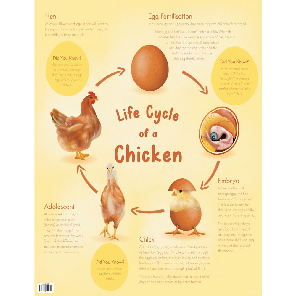 ZAACH6356 - Chart - Life Cycle of a Chicken - Kookaburra Educational ...